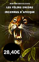 BH -  Félins d'Afrique Encore Inconnus